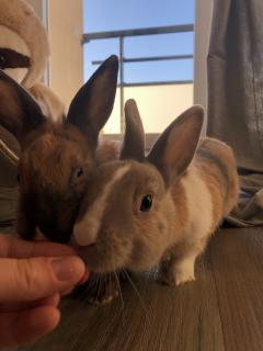 Service garde lapin