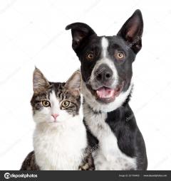 Service chien