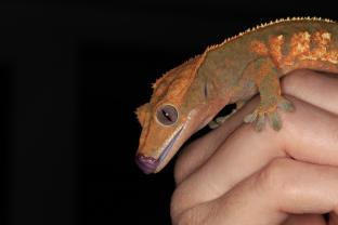 Service reptile