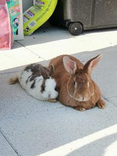 Service garde lapin