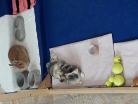 Service garde lapin