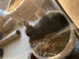 Service garde animaux