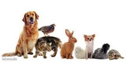 Service garde animaux