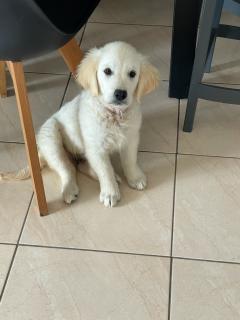 Service chien