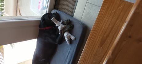 Service chien