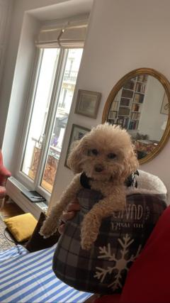 Service chien