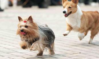 Service chien