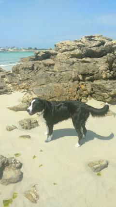 Service chien