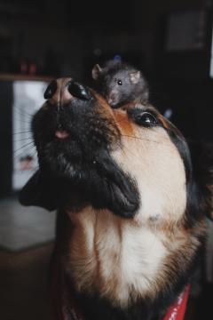 Service garde animaux