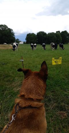 Service promeneur chien