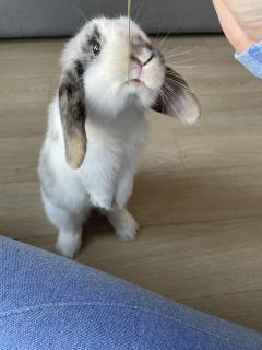 Service garde animaux