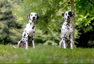 Service chien