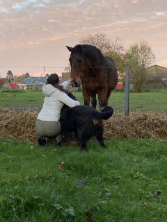 Service garde animaux