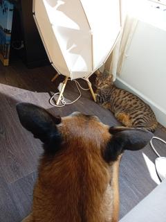 Service garde animaux