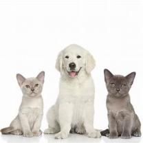Service chien