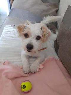 Service chien