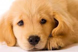 Service chien