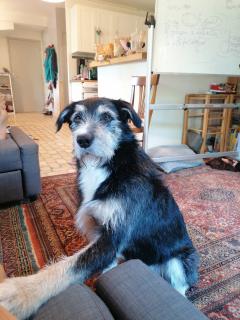 Service chien