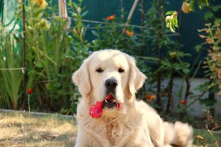 Service chien