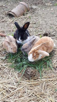 Service garde lapin