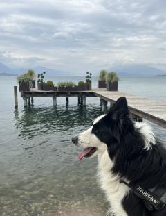 Service chien