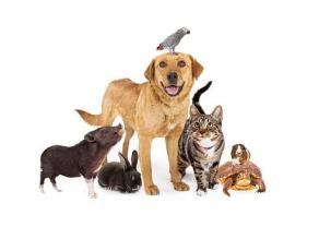 Service garde animaux