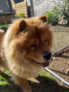 Service chien