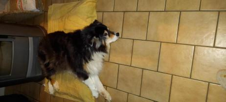 Service garde animaux