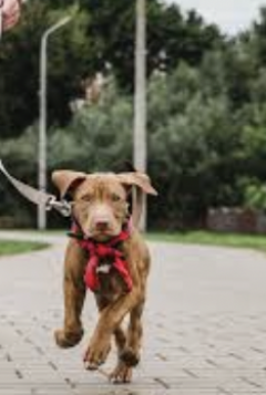 Service promeneur chien