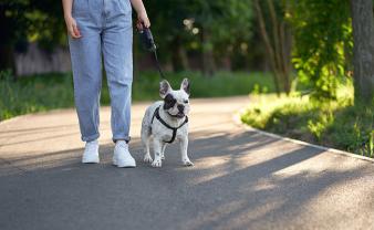 Service promeneur chien