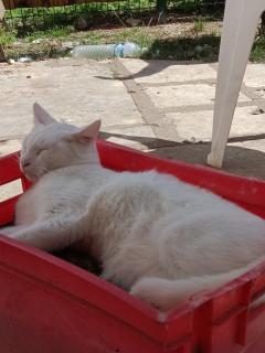 Service garde animaux