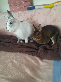 Service garde lapin