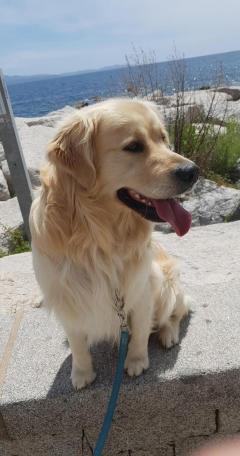 Service chien