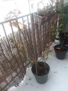 Service jardinage