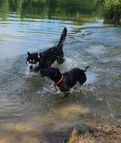 Service promeneur chien