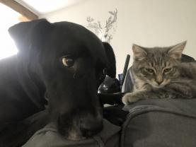 Service garde animaux