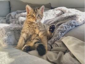 Service garde animaux