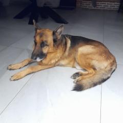 Service chien