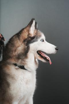 Service chien