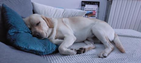 Service garde animaux