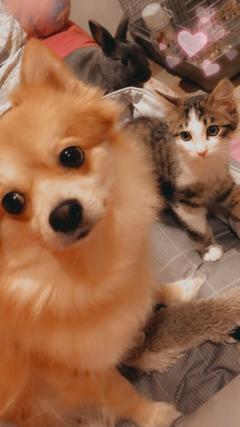 Service garde animaux