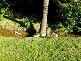 Service garde animaux