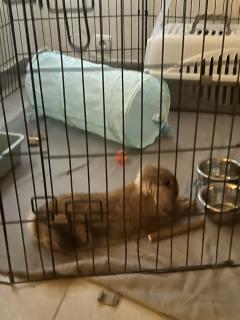 Service garde lapin
