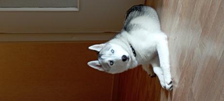 Service chien