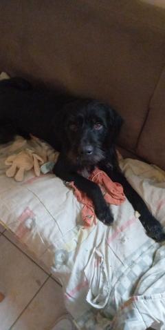 Service chien