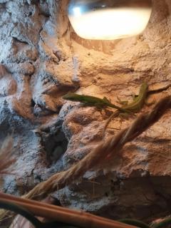 Service reptile