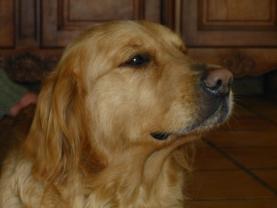 Service chien