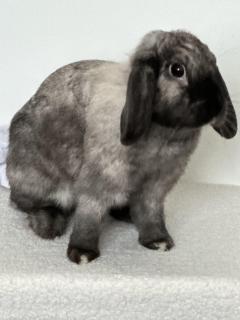 Service garde lapin
