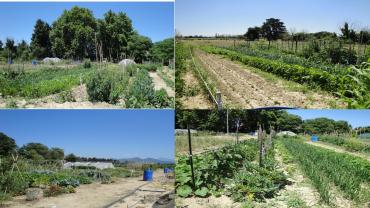 Service jardinage