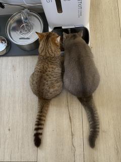 Service chat